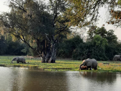 Zimbabwe Mana Pools Ingwe Pan Elephants