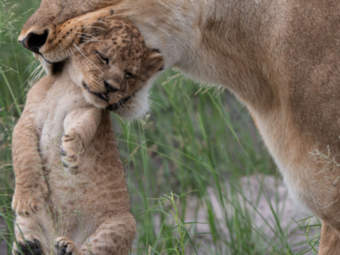 Machaba Safaris A Kiri Story Mike Myers Lioness With Her Cub