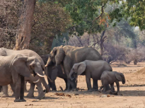 Machaba Safaris Mana River Wildlife Stories Herd Elephants Machaba Safaris Mana River Wildlife Stories Herd Elephants