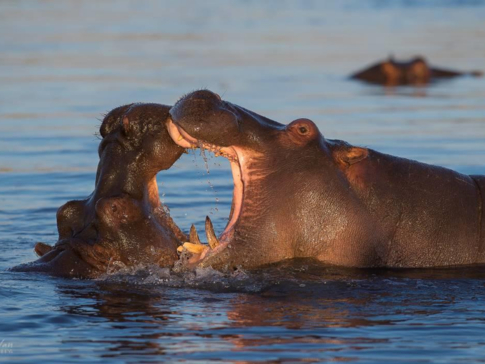Machaba Camp Botswana Okavango Delta Little Machaba Camp Hippos Sightings June 2018 Machaba Camp Botswana Okavango Delta Little Machaba Camp Hippos Sightings June 2018