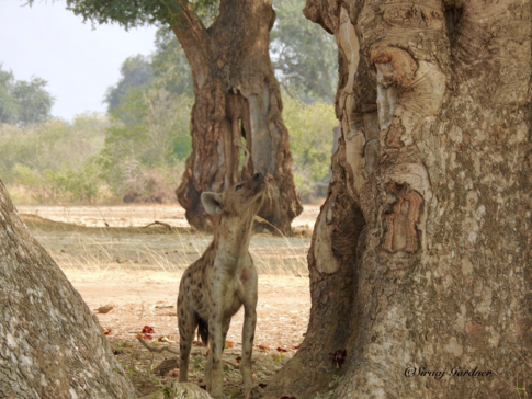 Zimbabwe Mana Pools Ingwe Pan August 2020 Wilddog Zimbabwe Mana Pools Ingwe Pan August 2020 Wilddog