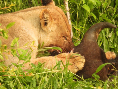 Zimbabwe Hwange National Park Deteema Springs Camp Wildlife Sightings December 2020 Female Lion  Zimbabwe Hwange National Park Deteema Springs Camp Wildlife Sightings December 2020 Female Lion