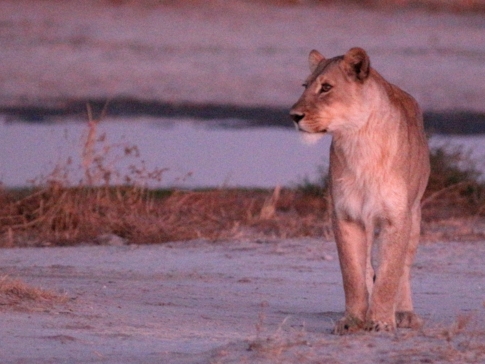 Machaba Botswana Okavango Delta Gomoti Plains Camp Lion 3 Sightings July 2018 Machaba Botswana Okavango Delta Gomoti Plains Camp Lion 3 Sightings July 2018