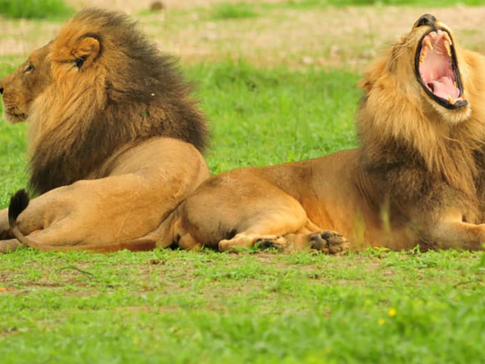 Zimbabwe Hwange National Park Deteema Springs Camp Wildlife Sightings December 2020 Roa Zimbabwe Hwange National Park Deteema Springs Camp Wildlife Sightings December 2020 Roa