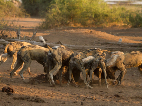 Machaba Botswana Chobe Ngoma Sighting July 2020 Wilddogs