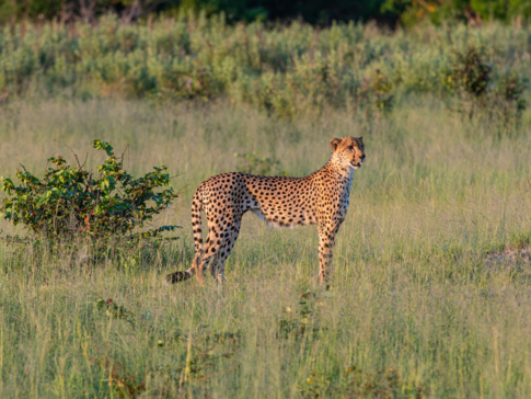 Machaba Safaris A Kiri Story Mike Myers Cheeath In Veld