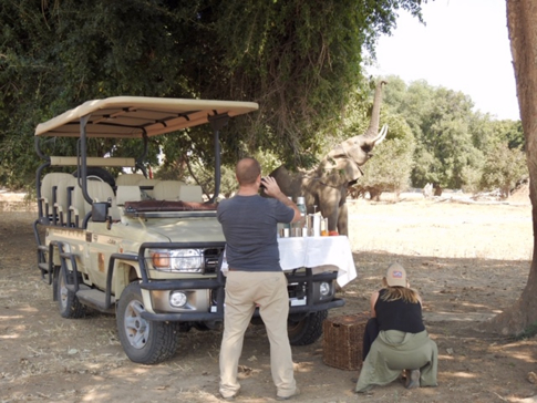 Machaba Zimbabwe Ingwe Pan Sightings July 2020 Elephant Machaba Zimbabwe Ingwe Pan Sightings July 2020 Elephant