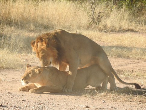 Machaba Safaris   Zimbabwe   Hwange National Park   Deteema Springs   Wildlife Sightings   June 2022   Lions Mating Machaba Safaris   Zimbabwe   Hwange National Park   Deteema Springs   Wildlife Sightings   June 2022   Lions Mating