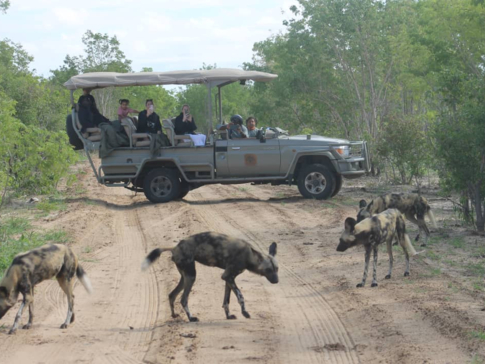 Machaba Verneys Camp Willdife Sightings December 2024 Wild Dogs Game Drive Machaba Verneys Camp Willdife Sightings December 2024 Wild Dogs Game Drive