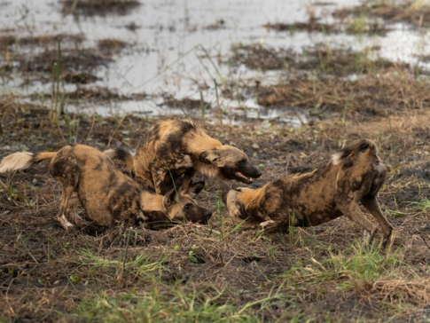 Wild dog pack is spotted playing in the mud of a Okavango Delta floodplain