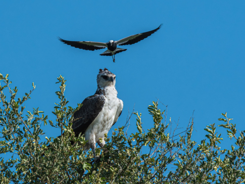 Machaba Safaris A Kiri Story Mike Myers Martial Eagle Bombing Bird