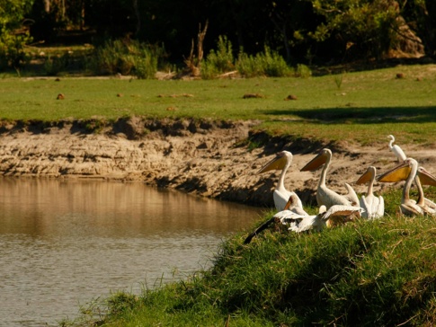 Botswana Okavango Delta Gomoti Camp Sightings May 2021 Birds