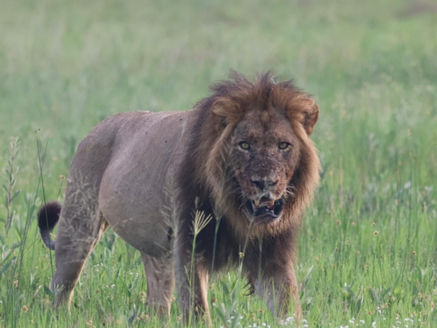 Machaba Gomoti Wildlife Sightings January 2025 Lion On Plains Machaba Gomoti Wildlife Sightings January 2025 Lion On Plains