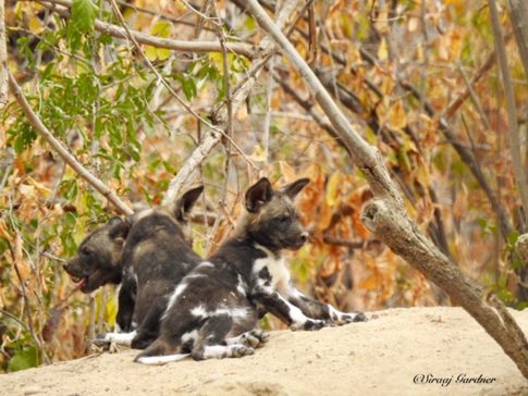 Machaba Zimbabwe Ingwe Pan Sightings July 2020 Hyenas Gallery Machaba Zimbabwe Ingwe Pan Sightings July 2020 Hyenas Gallery