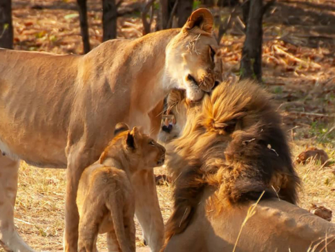 Zimbabwe Hwange National Park Deteema Springs Camp Wildlife Sightings November 2020 Lion Family Moment