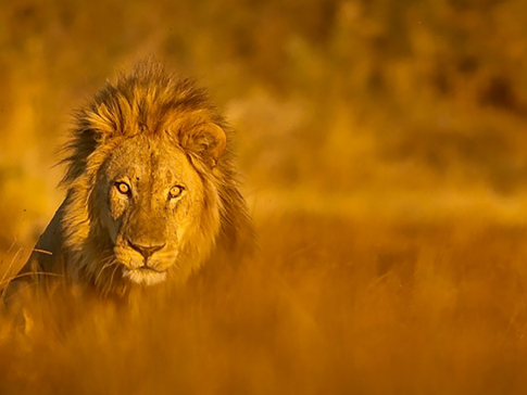 Botswana Okavango Delta Machaba Camp Sightings June 2021 Lion Grass 01