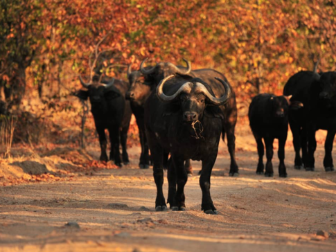 Machaba Zimbabwe Hwange Deteema Camp Elephant Buffalos Sightings August 2019 Machaba Zimbabwe Hwange Deteema Camp Elephant Buffalos Sightings August 2019