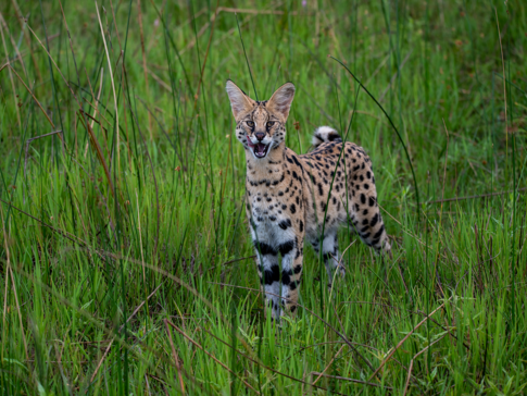 Botswana Gomoti Plains Serval1