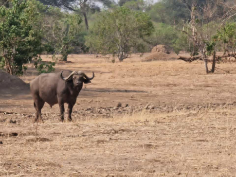 Machaba Safaris Mana River Wildlife Stories Buffalo Machaba Safaris Mana River Wildlife Stories Buffalo