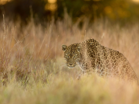 Botswana Machaba Camp Leopard Botswana Machaba Camp Leopard