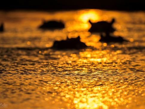 Machaba Botswana Okavango Delta Camp River Hippos Sightings Update January 2017