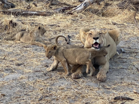 Machaba Botswana On Safari Nala Lion Cubs