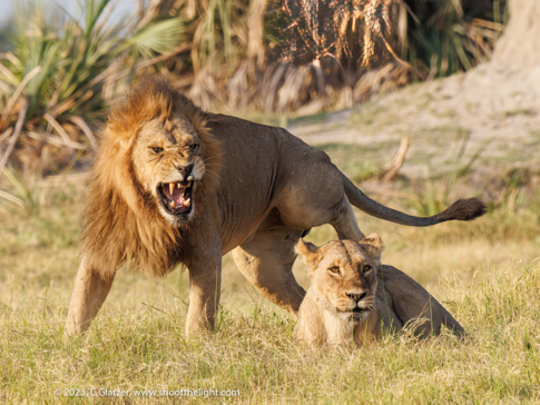 Machaba Safaris Gomoti Plains Wildlife Sightings Lion And Lioness