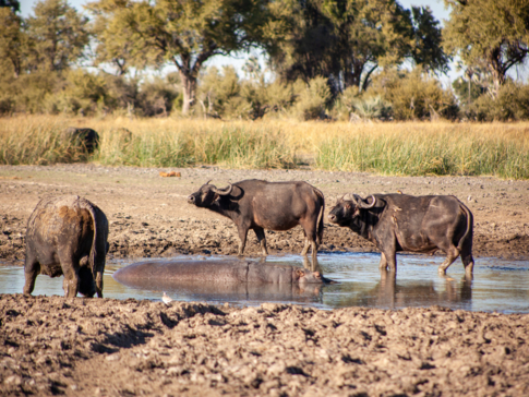 On Safari Nala Episode 15 Cape Buffalo On Safari Nala Episode 15 Cape Buffalo