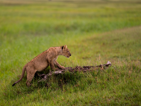 Botswana Gomoti Plains Lioncub Climb