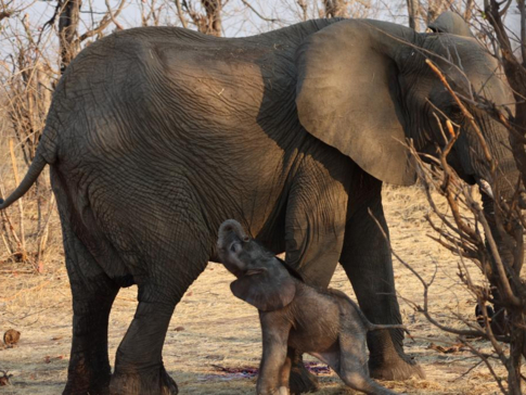 Machaba Safaris Deteema Springs Elephant Calf