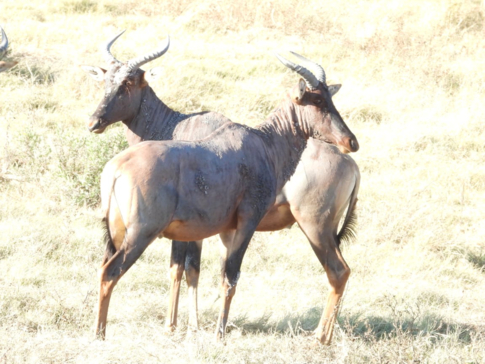 Machaba Kiri Camp Wildlife Sightings June 2026 Tsetsebe