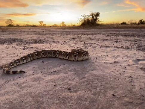 On Safari Nala Episode 12 Puff Adder Og Image