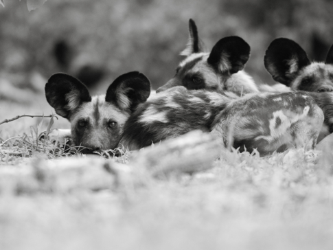Botswana Okavango Delta Machaba Camp Grey Hyenas