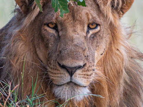 Machaba Safaris A Kiri Story Mike Myerslion