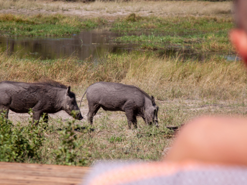 Botswana Okavango Delta Machaba Camp Sightings Feb 2021 Warthog Botswana Okavango Delta Machaba Camp Sightings Feb 2021 Warthog