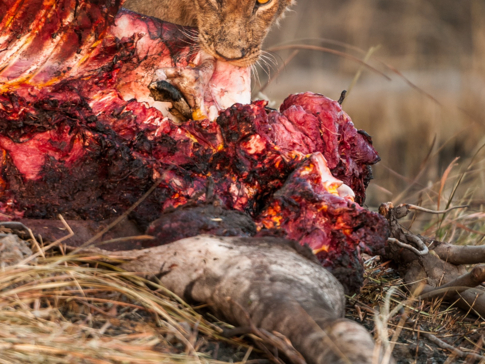Machaba Safaris Botswana Okavango Delta Kiri Camp Lion Fresh Kill