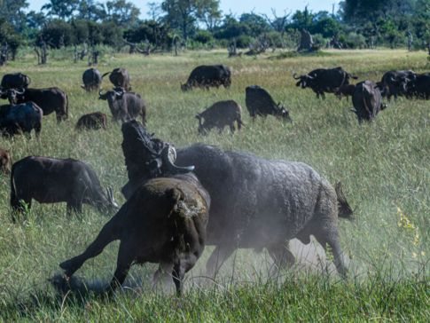 Machaba Blog Mike Myers Buffalo Tackling