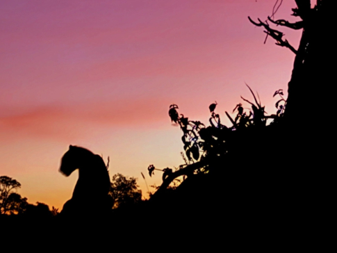 Machaba Kiri Camp Wildlife Sightings February 2025 Lion On Anthill