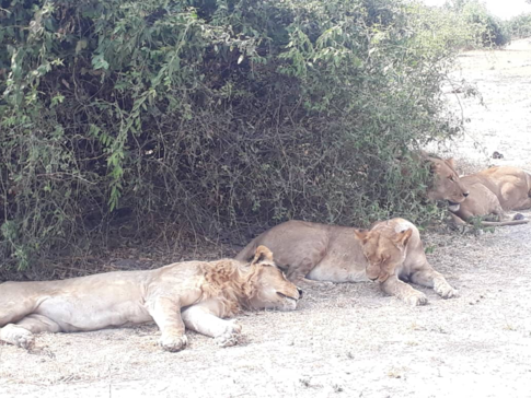 Machaba Botswana Chobe Ngoma Safari Lodge Lions Sightings August 2019 Machaba Botswana Chobe Ngoma Safari Lodge Lions Sightings August 2019