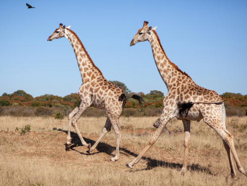 Machaba Safaris International Travel Award Nomination Safari Experience Abundant Wildlife