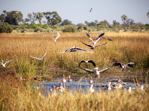 Machaba Botswana Okavango Delta Gomoti Plains Sighting June 2020 Birds Machaba Botswana Okavango Delta Gomoti Plains Sighting June 2020 Birds
