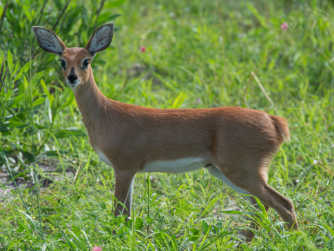 Machaba Safaris A Kiri Story Mike Myers Impala Female