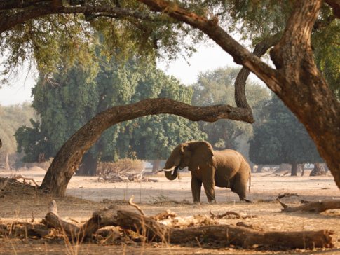 Mana River Camp Elephant Thumbnail.jpg