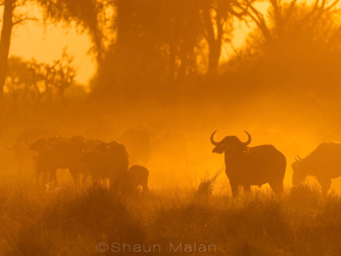 Machaba Camp Botswana Okavango Delta Little Machaba Camp Buffalos Sightings August 2019