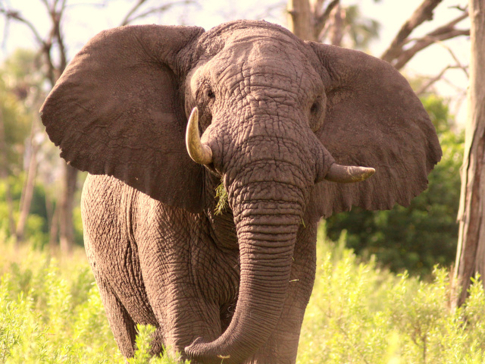 Machaba Botswana Okavango Delta Gomoti Plains Elephant Sightings May 2018