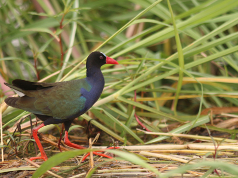 Machaba Botswana Okavango Delta Gomoti Plains Bird 1 Sightings April 2018
