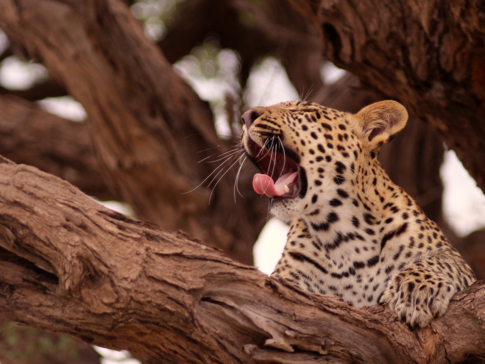 Machaba Botswana Okavango Delta Gomoti Plains Leopard Sightings April 2018