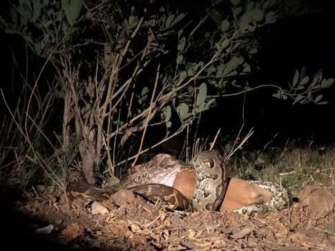 Machaba Camp Botswana Okavango Delta Little Machaba Camp Snake Sightings November 2018 Machaba Camp Botswana Okavango Delta Little Machaba Camp Snake Sightings November 2018