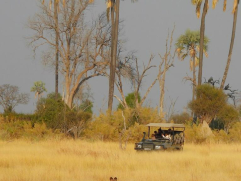 Botswana Gomoti Plains Game Drive