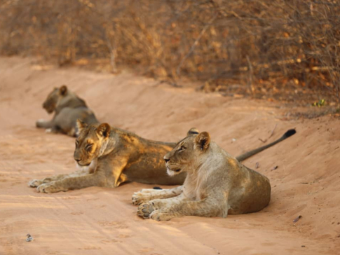 Willdife Sightings Mana River Camp Zimbabwe September 2024 Lions